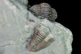 Three Flexicalymene Trilobites In Shale - Mt Orab, Ohio #165367-10
